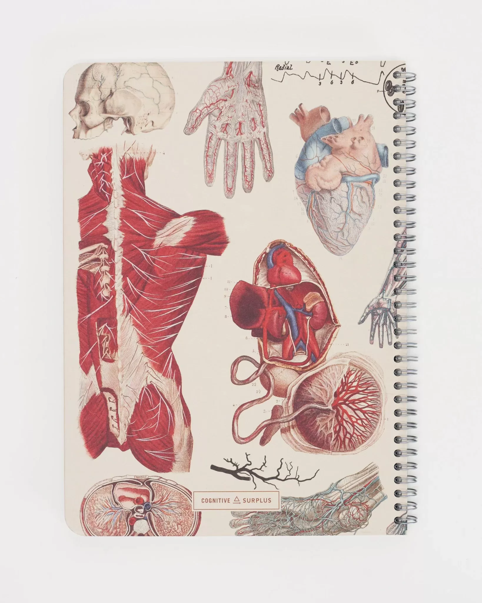 Human Anatomy Spiral Notebook