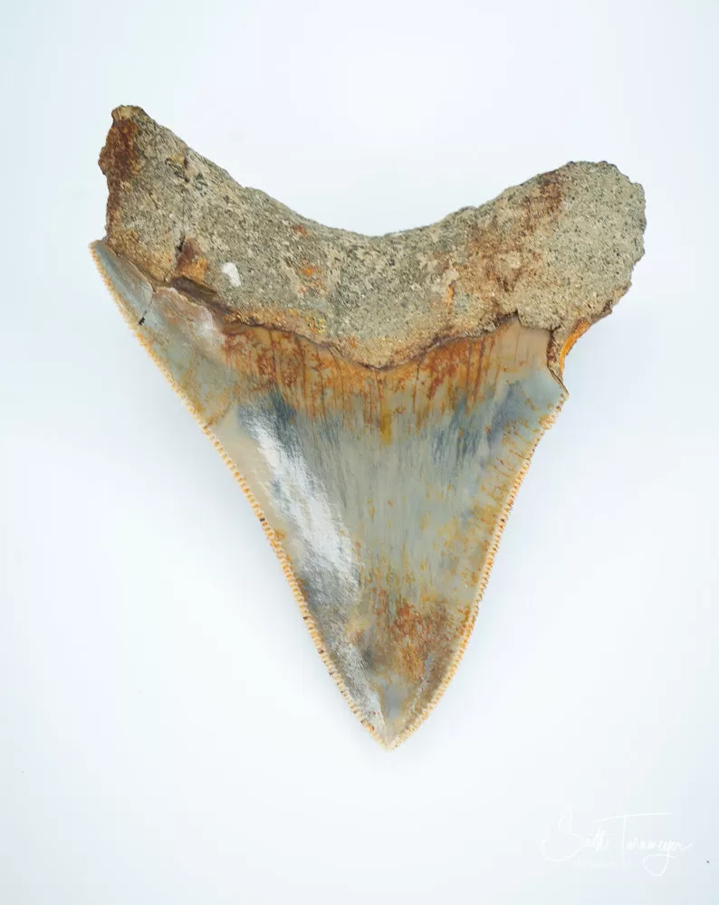 Megalodon Fossil Shark Tooth Authentic