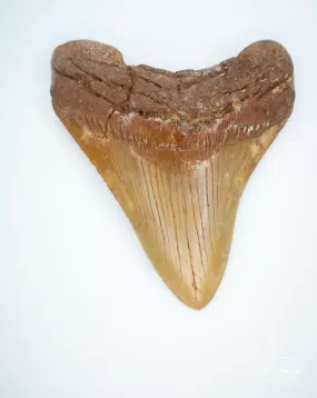 Megalodon Fossil Shark Tooth Authentic