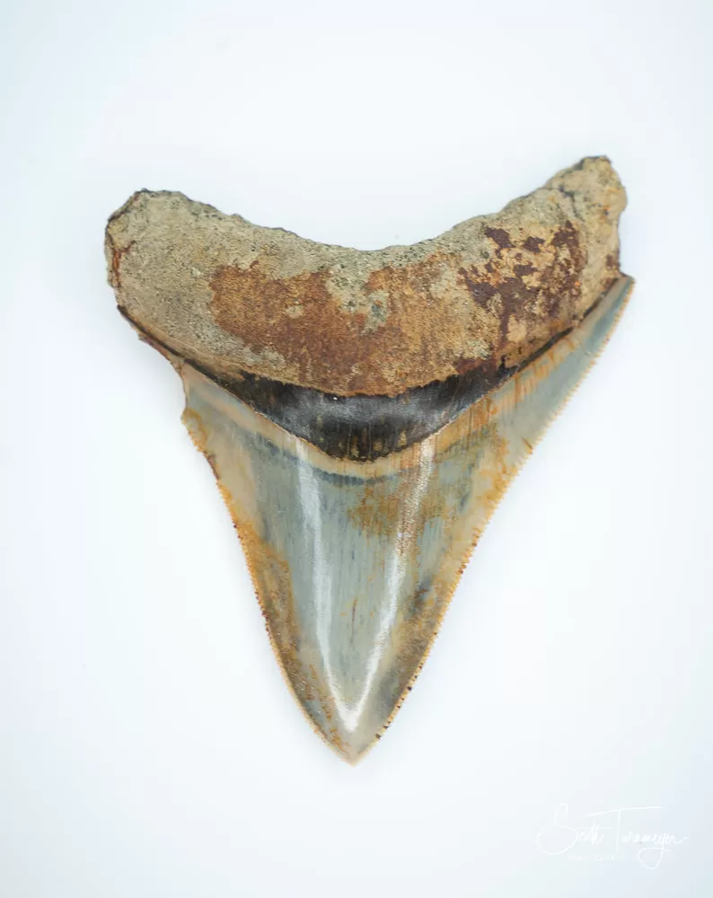 Megalodon Fossil Shark Tooth Authentic