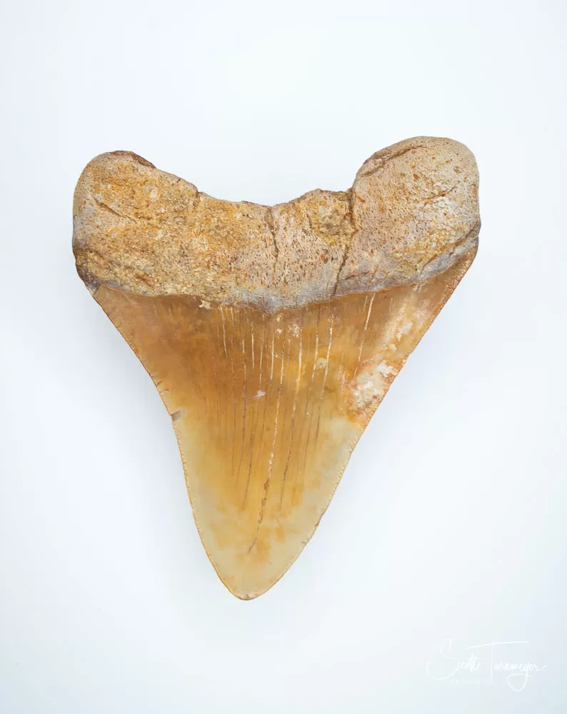 Megalodon Fossil Shark Tooth Authentic