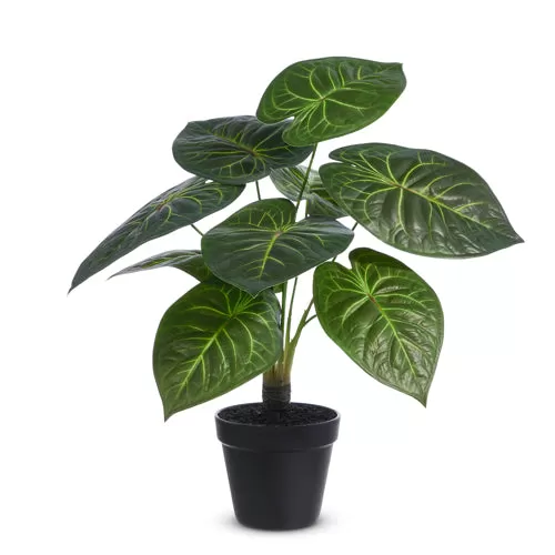 Potted Philodendron