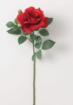 Real Garden Rose Stem