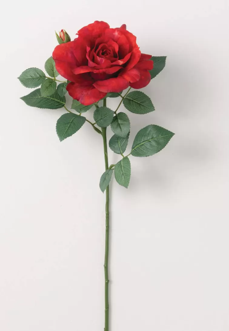 Real Garden Rose Stem