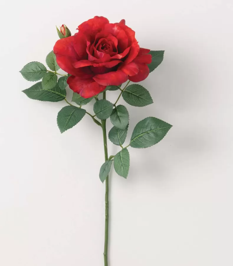 Real Garden Rose Stem